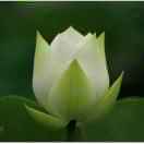 蕾蕾