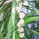 晟铭的头像-日本！日本语