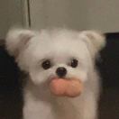 Lyc_