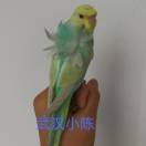 无花果品种控的头像-小果迷