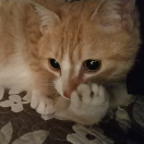 puppy-cat's Avatar