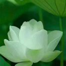 贺月红