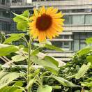 十里春风不及你