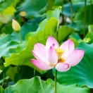 上善若水