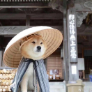 千山飛絕