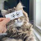 不笑猫的头像 - 狐狸资源网