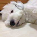 臭屁阿呆 的头像