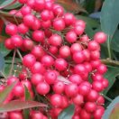 红豆^⊙_⊙^璐璐