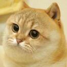 Capua的头像-祁梦博客