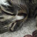 用户25646411的头像-音创社AI SonoCraft丨科技改变未来