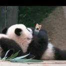 kaill的头像-棉花糖会员站