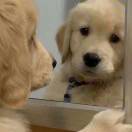 求求狗头别再给我挂枯萎了