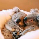 Find Non-ensuite to rent in Adelaide