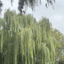 沉默是一金的头像-传承国学正统持焰学堂