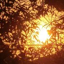 販賣日出的头像 