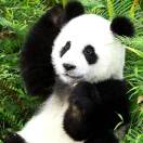 喂！快到碗里来