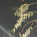 柳翔胧