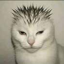 东门吹风的头像-风行者社区