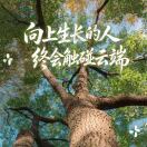 水蓝香槟