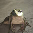 八音盒杨自然《第四个五年计划》的头像-秀琴曲谱网