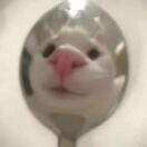 BaeKupa