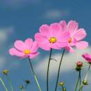 龙江城小康秀仪