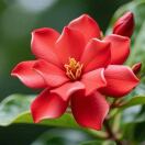 日喜的头像-传承国学正统持焰学堂