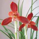 安徽本森堂生物