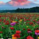 胜利，伊盛-义乌朱哈网络科技