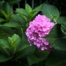 Lily  ཀརྨ་ཚེ་སྐྱིད།