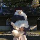 秋末十七