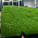 芯芽农业小梁15677389312