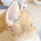 七 七