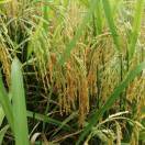 毛公滩养殖家庭农场《唐小燕》