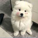 刘霜