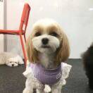 鸡叫进行曲鸡叫进行曲