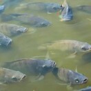 A罗非鱼收购15813128467