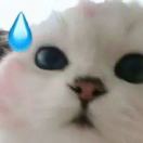 鱼鱼