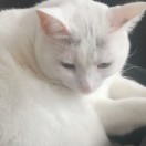 喵米猫的头像