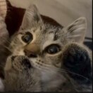 兰辞云的头像-拟人圈