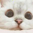 鳕鱼片的头像-STL下载网_3D打印模型网_3D模型库_3D打印模型素材_3D打印机