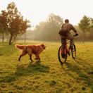 笨鸟后飞的头像 