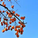 娜娜的头像-听雷观止录