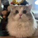 小辛