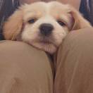 永续意志夹心饼干