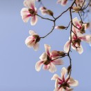 花朵的头像