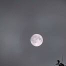 牛副产品批发小朱