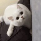 zyd的钢琴谱