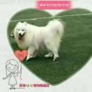 贝特宠物🐶🐱，(长期招代理)