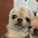 Square gardens转租&房东直租